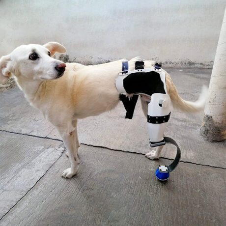 tranquilo Escéptico fondo Protesis 3d para perros gracias a la impresión 3d es posible que puedan