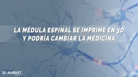 médula espinal en 3D