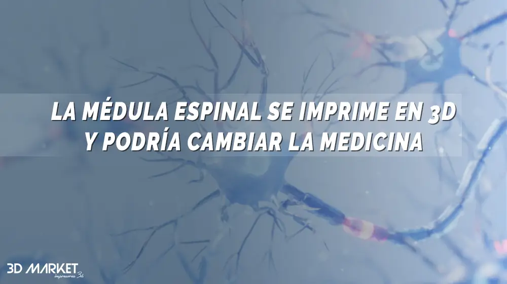 médula espinal en 3D